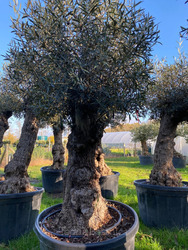 Ancient Olive Tree (11)