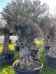 Ancient Olive Tree (11)