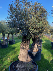 Ancient Olive Tree (12)