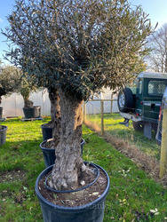 Gnarled Olive Tree  (13)