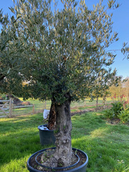 Oldt Olive Tree (14)