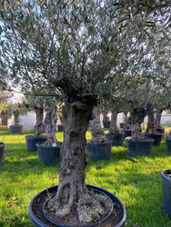Oldt Olive Tree (14)