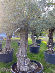  Olive Tree (15)