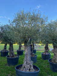 Ancient Olive Tree (16)