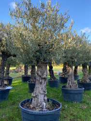 Old Olive Tree (17)