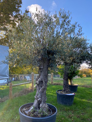 Old Olive Tree (17)