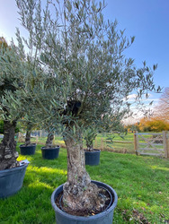 Ancient Olive Tree (18)