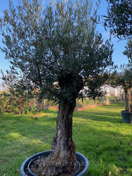 Ancient Olive Tree (18)