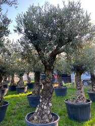 Old Olive Tree (20)