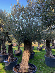 Ancient Olive Tree (21)
