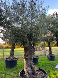 Ancient Olive Tree (21)