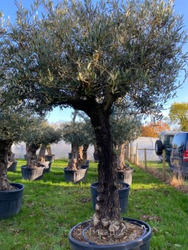 Ancient Olive Tree (22)