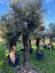 Ancient Old Olive Tree (23)