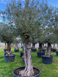 Ancient Olive Tree (24)