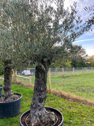Ancient Olive Tree (24)