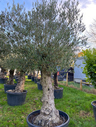 Ancient Olive Tree (25)