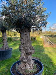 Ancient Olive Tree (1)