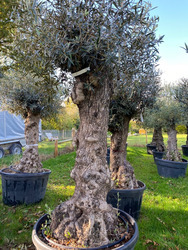 Ancient Olive Tree (4)
