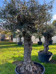 Ancient Olive Tree (8)