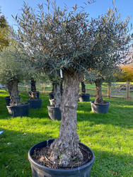 Ancient Olive Tree (8)