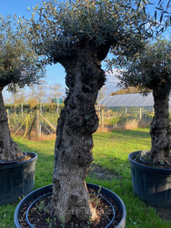 Ancient Olive Tree (9)
