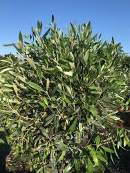 Spanish Olive Tree 