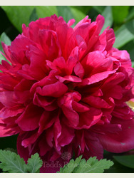 Paeonia 'Red Sarah Bernhardt'