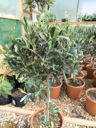 1/4 Standard Olive Tree