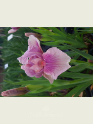 Iris 'Raspberry Blush' AGM