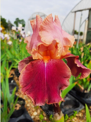Iris 'Carnaby'