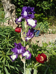 Iris 'Stepping Out'