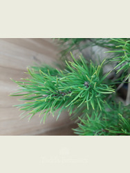 Pinus pinea