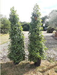 Large pair of pyramid bay tree