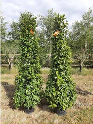 Large pair of pyramid bay tree